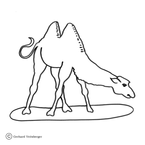 Two Hump Camel Coloring Page